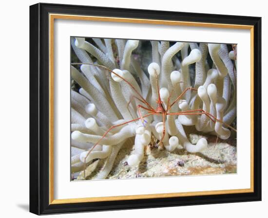 Yellowline Arrow Crab On Anenome in Caribbean Sea-Stocktrek Images-Framed Photographic Print