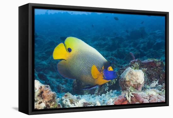 Yellowmask Angelfish (Pomacanthus Xanthometopon)-Reinhard Dirscherl-Framed Premier Image Canvas