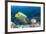Yellowmask Angelfish (Pomacanthus Xanthometopon)-Reinhard Dirscherl-Framed Photographic Print