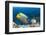 Yellowmask Angelfish (Pomacanthus Xanthometopon)-Reinhard Dirscherl-Framed Photographic Print