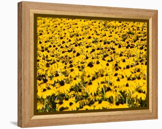 Yellowness-John Gusky-Framed Premier Image Canvas