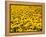 Yellowness-John Gusky-Framed Premier Image Canvas