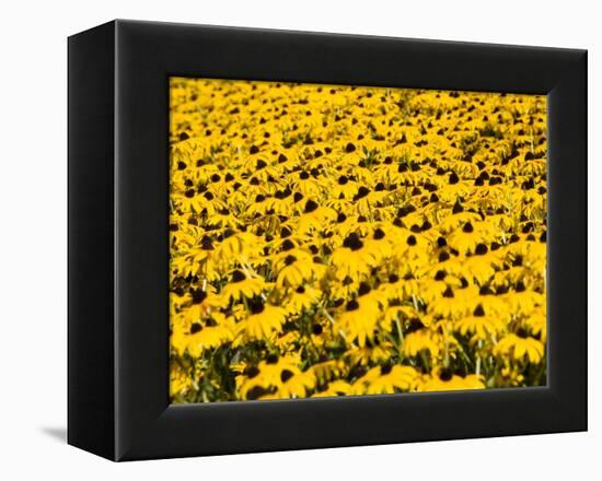 Yellowness-John Gusky-Framed Premier Image Canvas