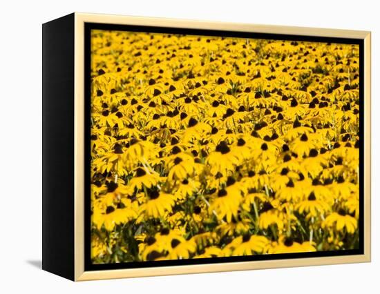 Yellowness-John Gusky-Framed Premier Image Canvas