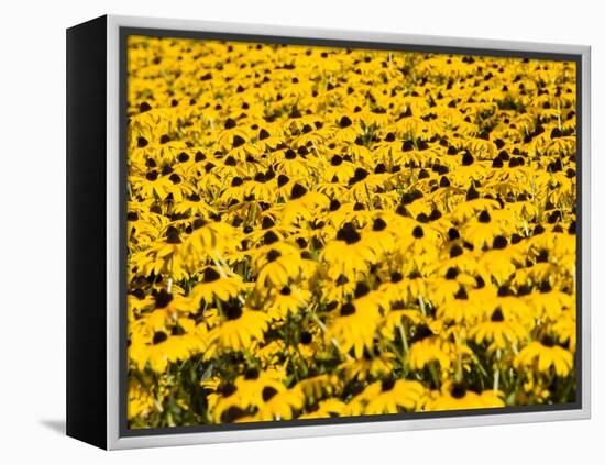 Yellowness-John Gusky-Framed Premier Image Canvas