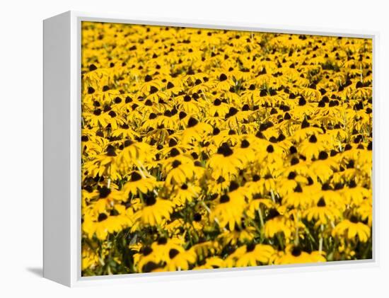 Yellowness-John Gusky-Framed Premier Image Canvas