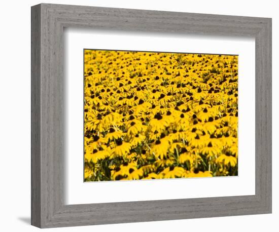 Yellowness-John Gusky-Framed Photographic Print