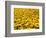 Yellowness-John Gusky-Framed Photographic Print