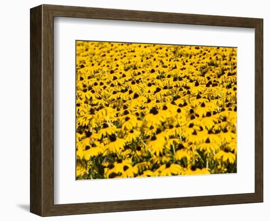 Yellowness-John Gusky-Framed Photographic Print