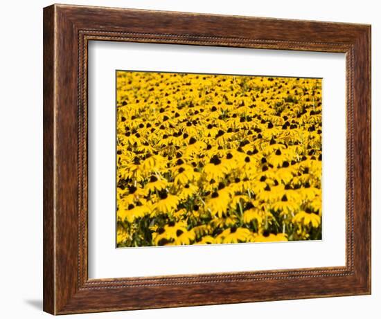 Yellowness-John Gusky-Framed Photographic Print