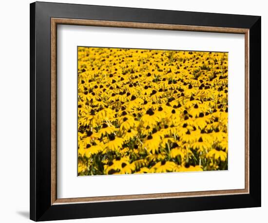 Yellowness-John Gusky-Framed Photographic Print