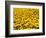 Yellowness-John Gusky-Framed Photographic Print