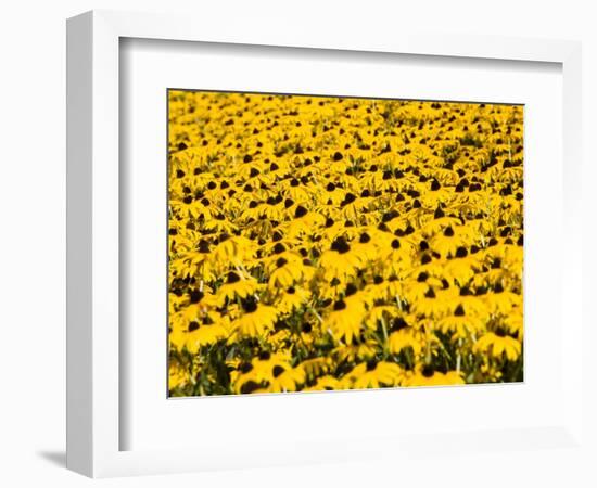 Yellowness-John Gusky-Framed Photographic Print