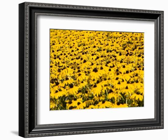 Yellowness-John Gusky-Framed Photographic Print