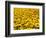 Yellowness-John Gusky-Framed Photographic Print