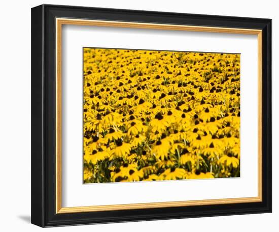 Yellowness-John Gusky-Framed Photographic Print