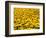 Yellowness-John Gusky-Framed Photographic Print