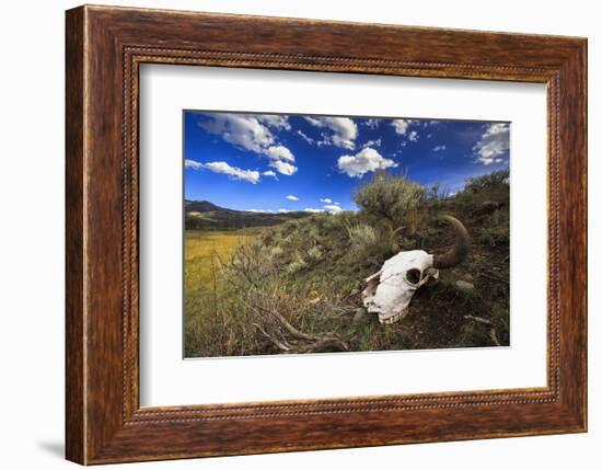 Yellowstone Bison Skull-Jason Savage-Framed Art Print