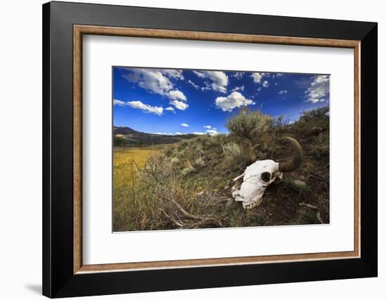 Yellowstone Bison Skull-Jason Savage-Framed Art Print