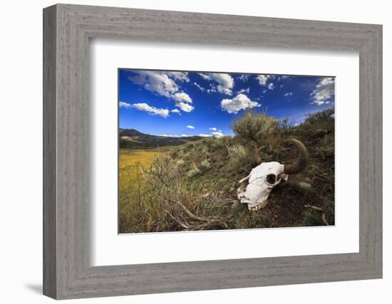 Yellowstone Bison Skull-Jason Savage-Framed Art Print