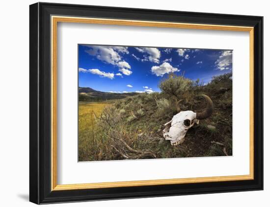 Yellowstone Bison Skull-Jason Savage-Framed Art Print