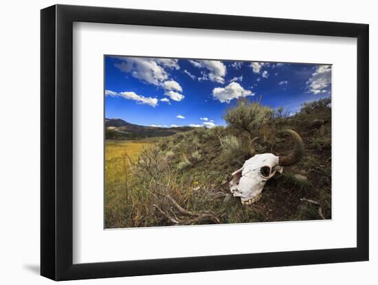 Yellowstone Bison Skull-Jason Savage-Framed Art Print