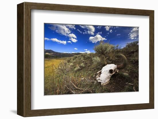 Yellowstone Bison Skull-Jason Savage-Framed Art Print