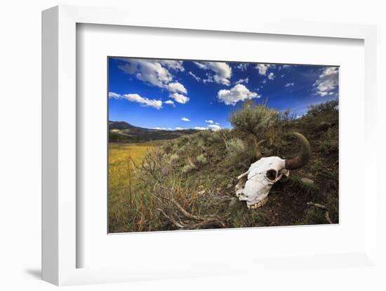 Yellowstone Bison Skull-Jason Savage-Framed Art Print