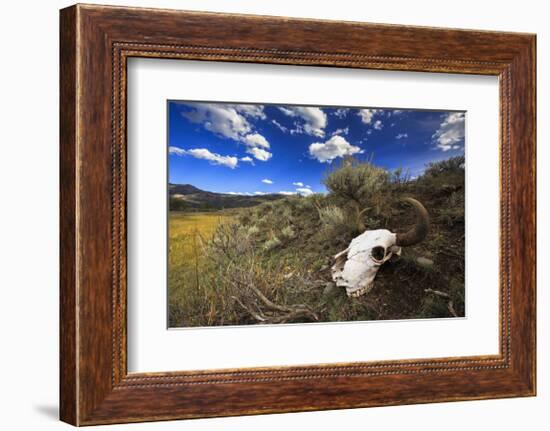 Yellowstone Bison Skull-Jason Savage-Framed Giclee Print