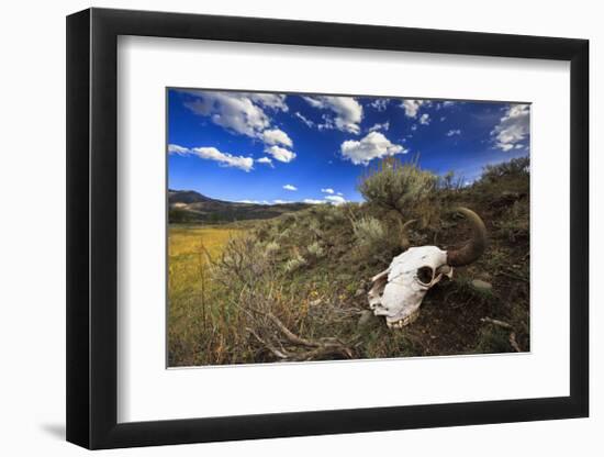 Yellowstone Bison Skull-Jason Savage-Framed Giclee Print