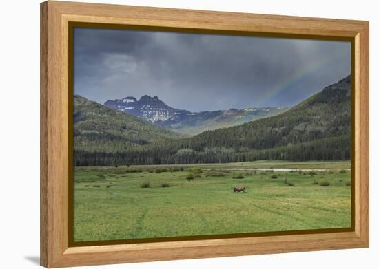 Yellowstone Bison with Rainbow-Galloimages Online-Framed Premier Image Canvas