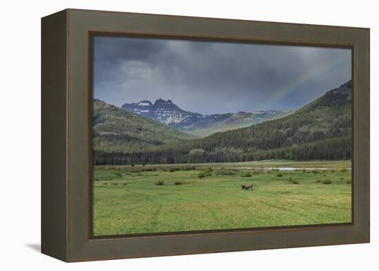 Yellowstone Bison with Rainbow-Galloimages Online-Framed Premier Image Canvas