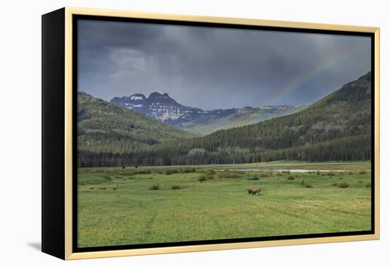 Yellowstone Bison with Rainbow-Galloimages Online-Framed Premier Image Canvas