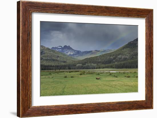 Yellowstone Bison with Rainbow-Galloimages Online-Framed Photographic Print