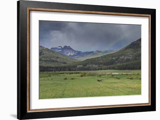 Yellowstone Bison with Rainbow-Galloimages Online-Framed Photographic Print