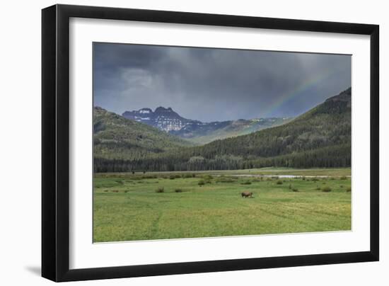 Yellowstone Bison with Rainbow-Galloimages Online-Framed Photographic Print