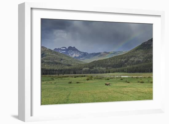 Yellowstone Bison with Rainbow-Galloimages Online-Framed Photographic Print