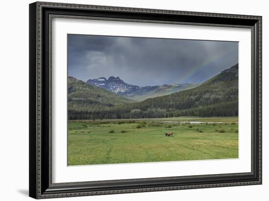 Yellowstone Bison with Rainbow-Galloimages Online-Framed Photographic Print