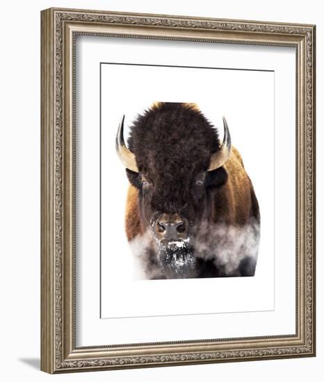 Yellowstone Bison-Jason Savage-Framed Art Print