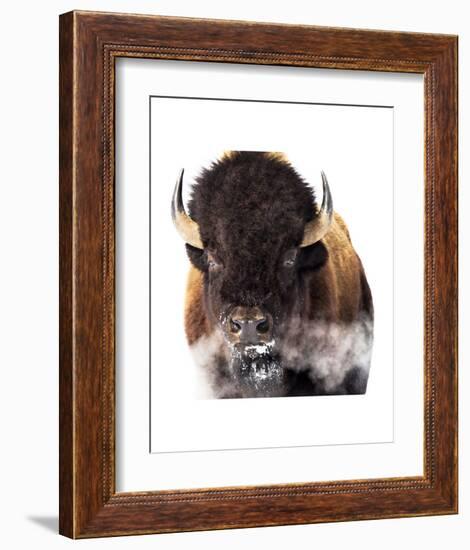 Yellowstone Bison-Jason Savage-Framed Art Print