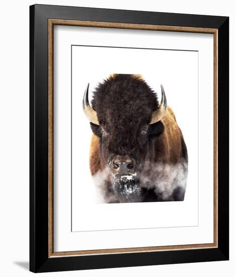 Yellowstone Bison-Jason Savage-Framed Art Print