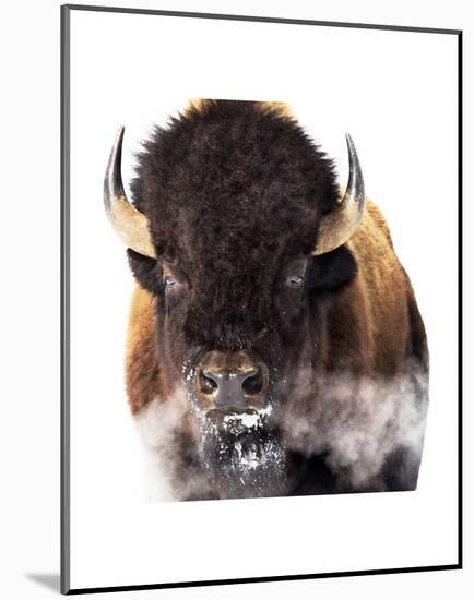 Yellowstone Bison-Jason Savage-Mounted Art Print