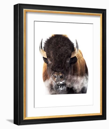 Yellowstone Bison-Jason Savage-Framed Art Print