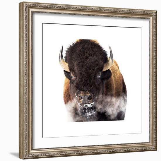 Yellowstone Bison-Jason Savage-Framed Giclee Print