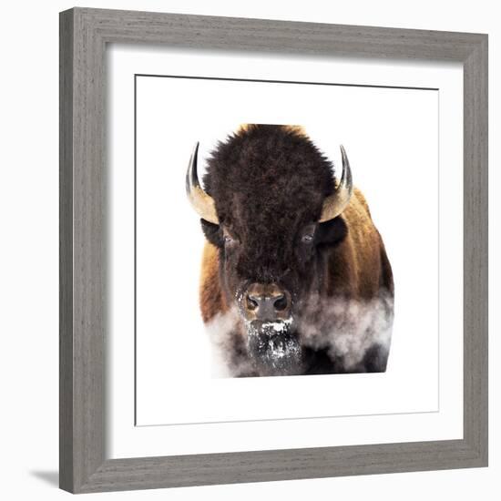 Yellowstone Bison-Jason Savage-Framed Giclee Print