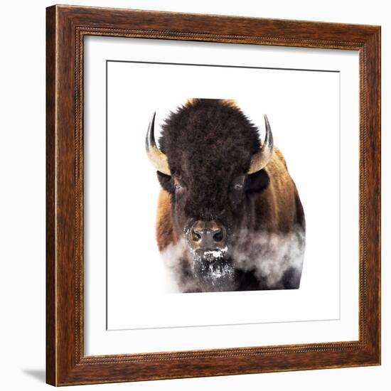 Yellowstone Bison-Jason Savage-Framed Giclee Print