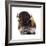 Yellowstone Bison-Jason Savage-Framed Giclee Print