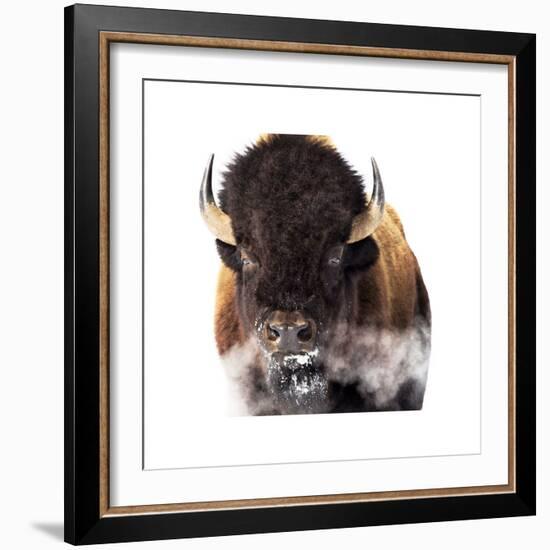 Yellowstone Bison-Jason Savage-Framed Giclee Print