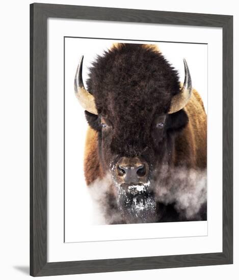 Yellowstone Bison-Jason Savage-Framed Giclee Print