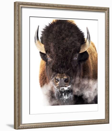 Yellowstone Bison-Jason Savage-Framed Giclee Print